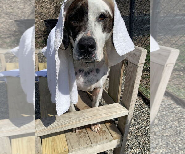 Medium Photo #7 Mutt Puppy For Sale in Elmsford, NY, USA