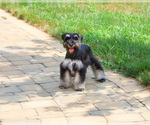 Small #2 Schnauzer (Miniature)