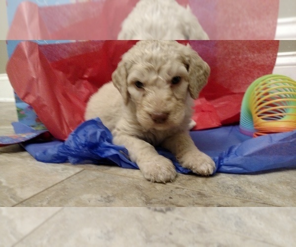 Medium Photo #3 Goldendoodle Puppy For Sale in S WALES, NY, USA