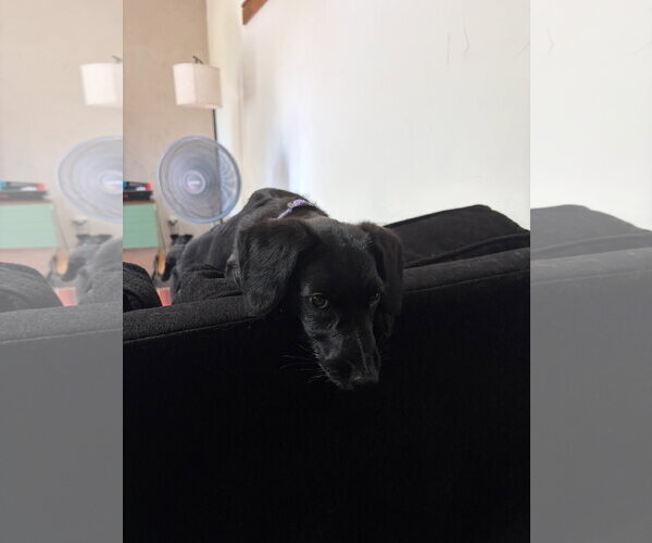 Medium Photo #3 Labrador Retriever-Unknown Mix Puppy For Sale in Aurora, CO, USA