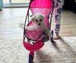 Small #4 Poochon
