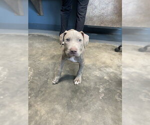 Bulldog-Unknown Mix Dogs for adoption in Tallahassee, FL, USA