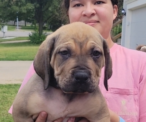 Medium Photo #5 Boerboel Puppy For Sale in RAYMORE, MO, USA