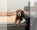 Small #1 Chihuahua Mix