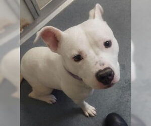 Mutt Dogs for adoption in Glen Allen, VA, USA