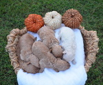Litter of 3 - Male Goldendoodle (Miniature)Litter of Puppies for Sale - Small photo