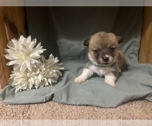 Medium Pembroke Welsh Corgi