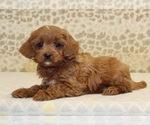 Small #1 Cavapoo