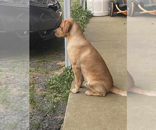 Medium Photo #5 Labrador Retriever Puppy For Sale in GAFFNEY, SC, USA