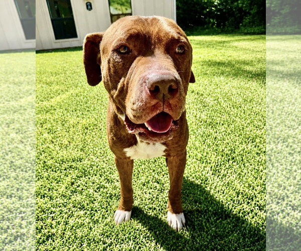 Medium Photo #11 Mastiff-Staffordshire Bull Terrier Mix Puppy For Sale in Houston, TX, USA