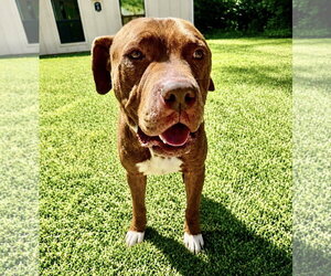 Lucius fka Shuppo - Male Mastiff-Staffordshire Bull Terrier Mix Dog for Adoption - Photo #11