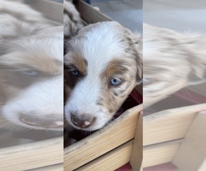 Miniature Australian Shepherd Puppy for Sale in LAMAR, Colorado USA