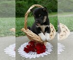 Small Photo #8 Shiba Inu Puppy For Sale in THREE RIVERS, MI, USA