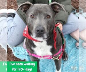 Hufflepuff - Male Labrador Retriever-Unknown Mix Dog for Adoption - Photo #12