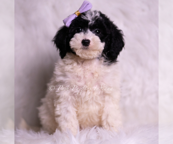 Medium Photo #4 Goldendoodle (Miniature) Puppy For Sale in WARSAW, IN, USA