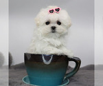 Small #2 Maltese
