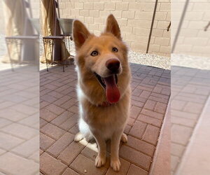 SUKI #4 - Female Siberian Husky-Unknown Mix Dog for Adoption - Photo #2