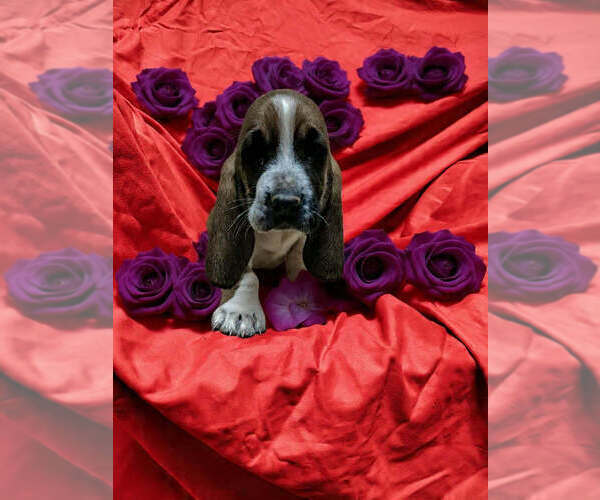 Medium Photo #1 Basset Hound Puppy For Sale in SALEM, WV, USA