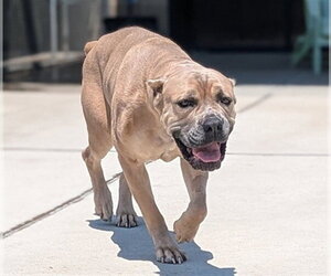 Mutt Dogs for adoption in Denver, CO, USA