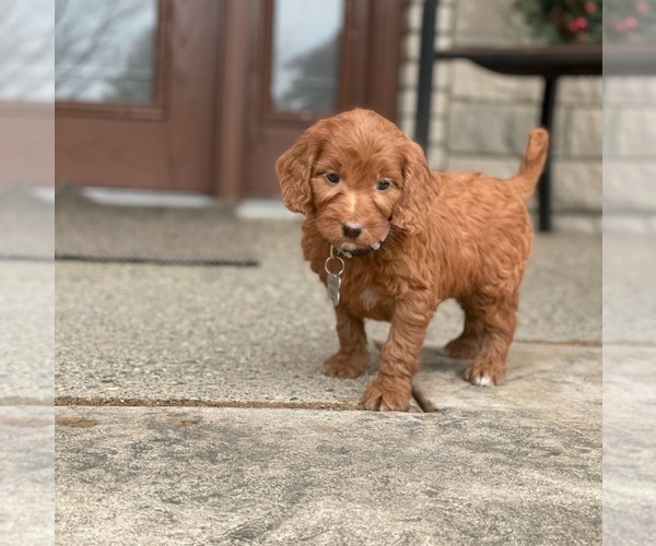 Medium Photo #4 Goldendoodle Puppy For Sale in WOLCOTT, IN, USA