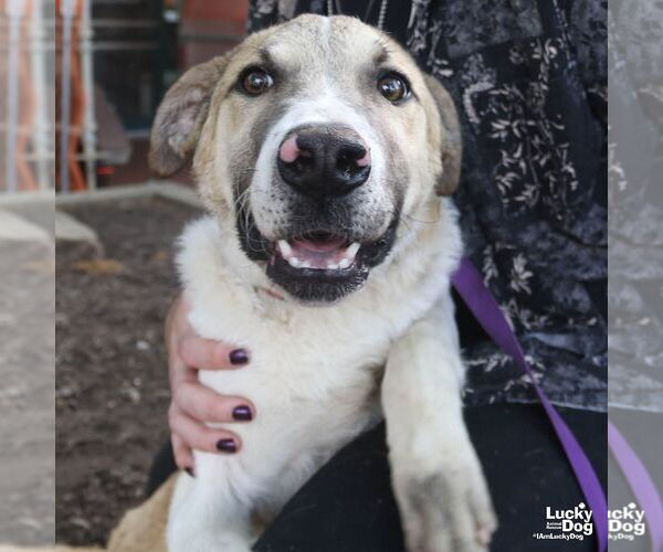 Medium Photo #3 Mutt Puppy For Sale in Washington, DC, USA