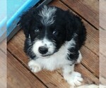 Small Photo #2 Aussiedoodle Puppy For Sale in MARION, TX, USA