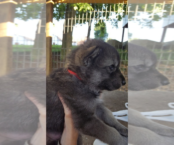 Medium Photo #5 German Shepherd Dog-Wolf Hybrid Mix Puppy For Sale in DALTON, OH, USA