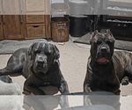 Small #21 Cane Corso