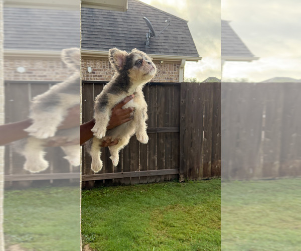 Medium Photo #1 French Bulldog Puppy For Sale in IOWA COLONY, TX, USA