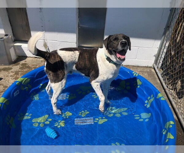 Medium Photo #11 Labrador Retriever-Unknown Mix Puppy For Sale in Rockaway, NJ, USA
