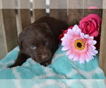 Small Photo #14 Labrador Retriever Puppy For Sale in GREENWOOD, WI, USA