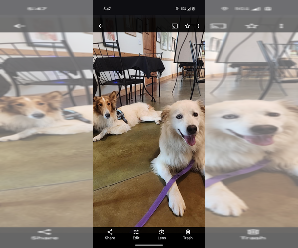 Medium Photo #2 Great Pyrenees Puppy For Sale in garner, NC, USA