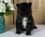 Small #1 Pomsky