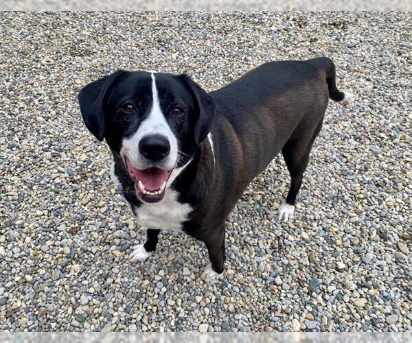 Medium Photo #2  Puppy For Sale in , 