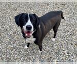 Small Photo #2  Puppy For Sale in , 