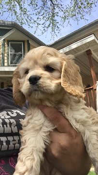 Medium Photo #1 Cocker Spaniel Puppy For Sale in OSHKOSH, WI, USA