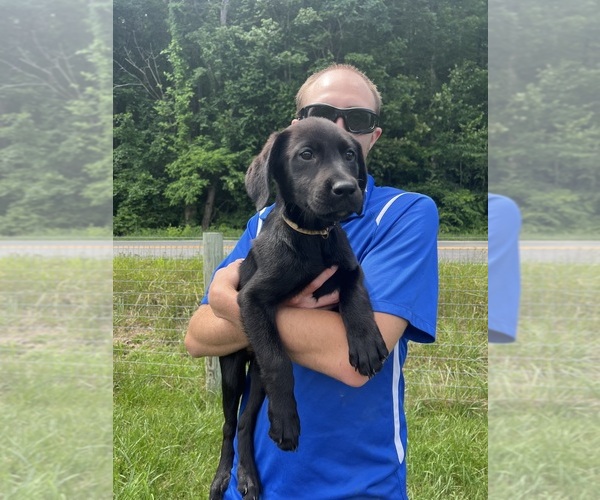 Medium Photo #2 Labrador Retriever Puppy For Sale in NEOLA, WV, USA
