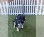 Small German Shepherd Dog-Siberian Husky Mix