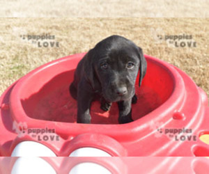 Labrador Retriever Puppy for sale in SANGER, TX, USA