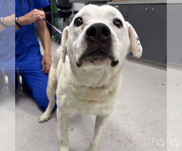 Medium Photo #1 Bulldog-Labrador Retriever Mix Puppy For Sale in Washington, DC, USA