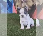 Small Photo #7 French Bulldog Puppy For Sale in PHOENIX, AZ, USA