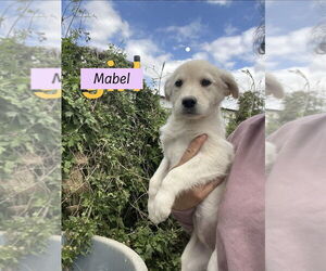 Goberian Dogs for adoption in Brewster, NY, USA