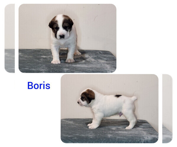 Medium Photo #2 Central Asian Shepherd Dog Puppy For Sale in Kars, Ontario, Canada