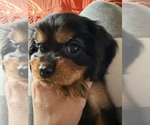 Small #8 Cavalier King Charles Spaniel