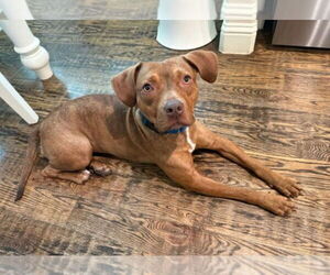 Mutt Dogs for adoption in Canton, CT, USA