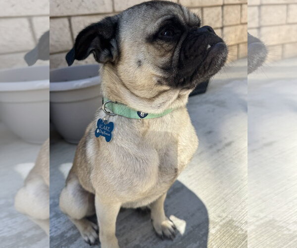Medium Photo #12 Pug-Unknown Mix Puppy For Sale in Corona, CA, USA