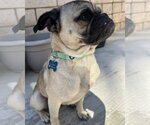 Small Photo #12 Pug-Unknown Mix Puppy For Sale in Corona, CA, USA
