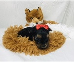Small Photo #6 Yorkshire Terrier Puppy For Sale in MANKATO, MN, USA