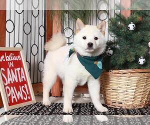 Shiba Inu Puppy for sale in NAPLES, FL, USA