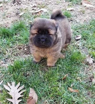 Medium Photo #5 Chow Chow Puppy For Sale in DECATUR, IL, USA